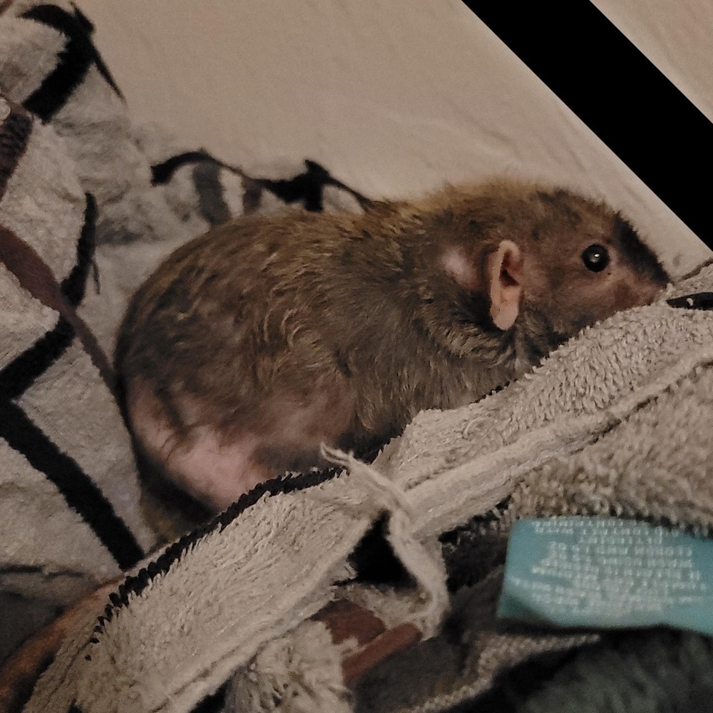 Meet your Posher, Jude